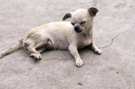 怎么判断狗狗有弓形虫