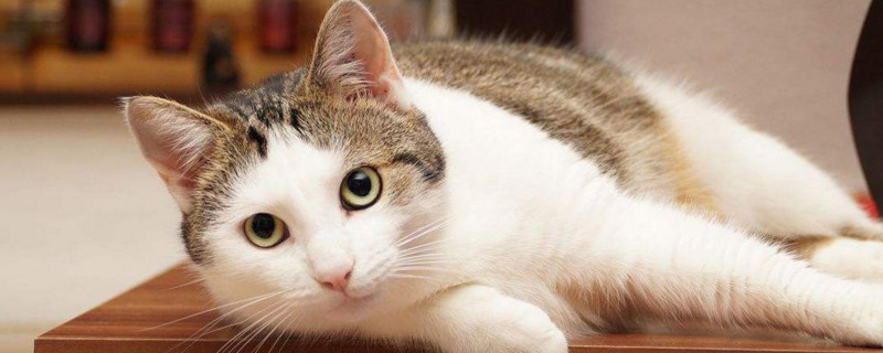 猫咪饿几天会死