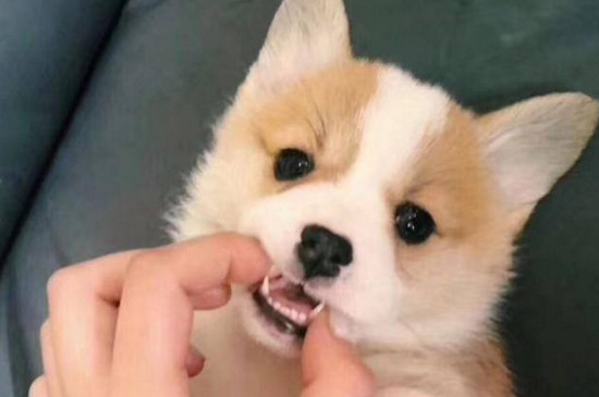 养柯基犬注意事项