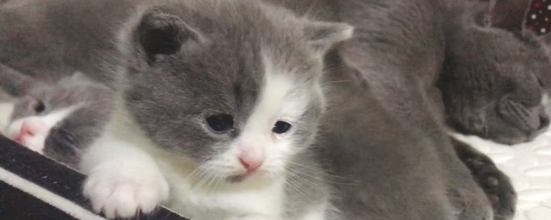 猫咪抑郁能自愈吗