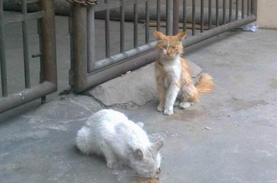 公猫越来越瘦怎么解决
