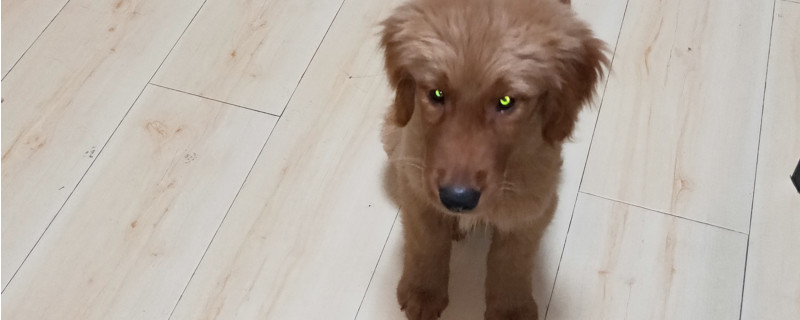 幼犬老叫唤怎么回事