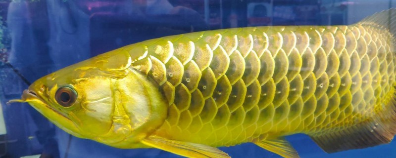 金龙鱼不吃食能活多久