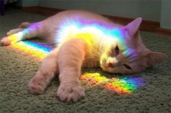 怎样训练公猫开脚
