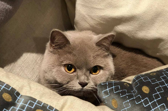 猫咪紧张害怕会发热吗
