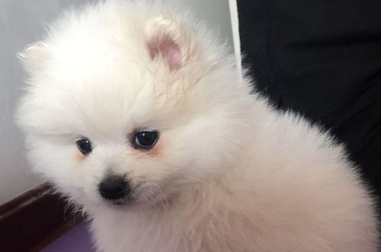 被博美犬咬出血了