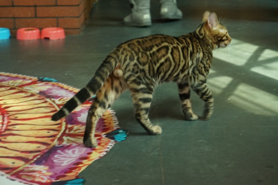 豹猫和孟加拉猫的区别