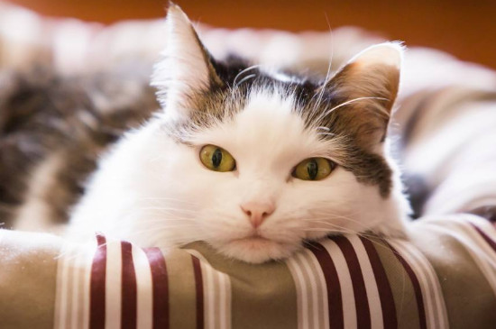猫藓会传染给人吗