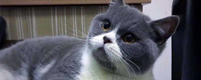猫为什么在床上拉屎
