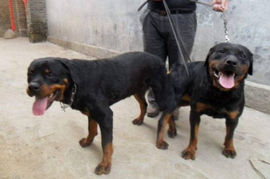养罗威纳犬的七大禁忌
