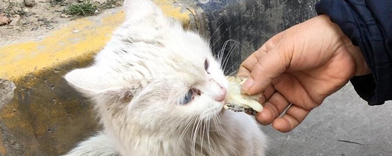 流浪猫会羡慕家猫吗