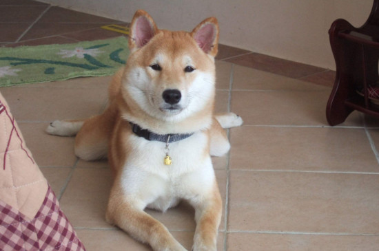 不养日本柴犬的理由