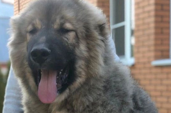 牛头獒犬护主吗，最护主人的三种狗