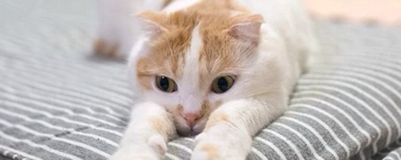 猫咪为什么喜欢扑腿