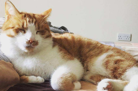 户外养猫怎么过冬