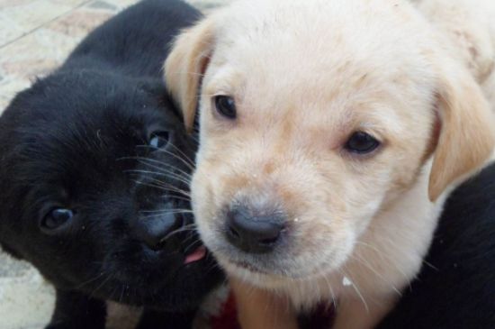 拉布拉多犬聪明吗