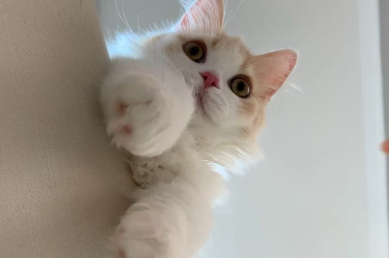 猫护栏一般多高，挡猫栅栏买多高