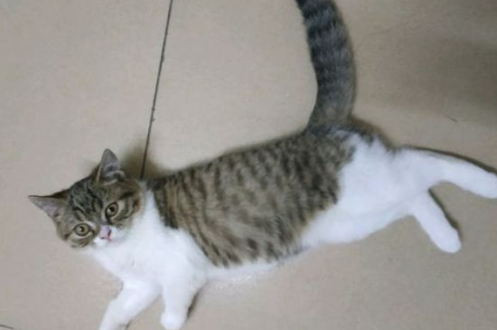 猫脖子下面毛秃了