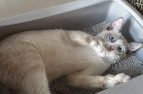 猫不吃食只喝水卧睡