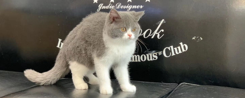 猫鼻支好转的症状