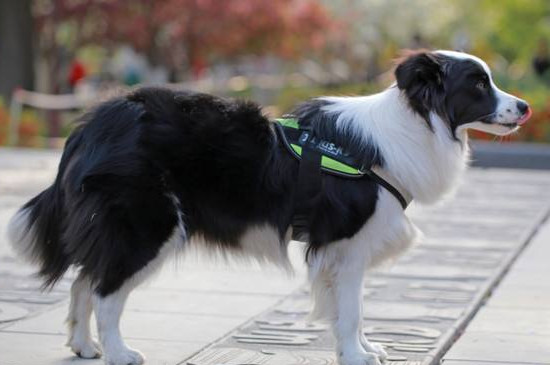 边境牧羊犬怎么训练
