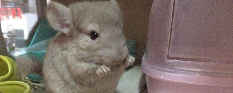 母龙猫怀孕什么表现