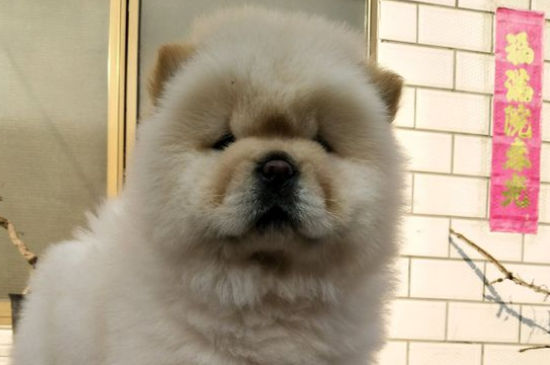 松狮几个月开始认主人