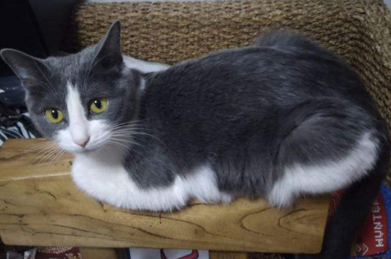 土猫怎样养熟