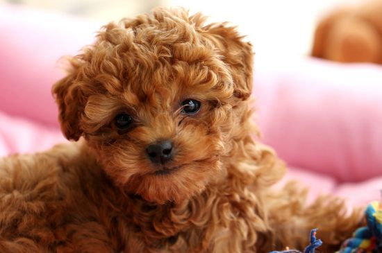 泰迪犬养多久才认主人