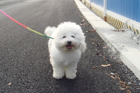 狗能吃橙子吗