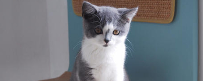 小猫不吃东西一直叫