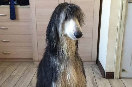 阿富汗猎犬适合家养吗