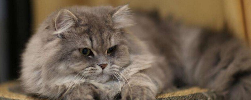 猫吃化毛膏吐了