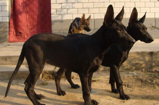 黑狼犬能长多大多重