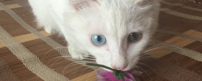 小猫咬人是和你玩吗