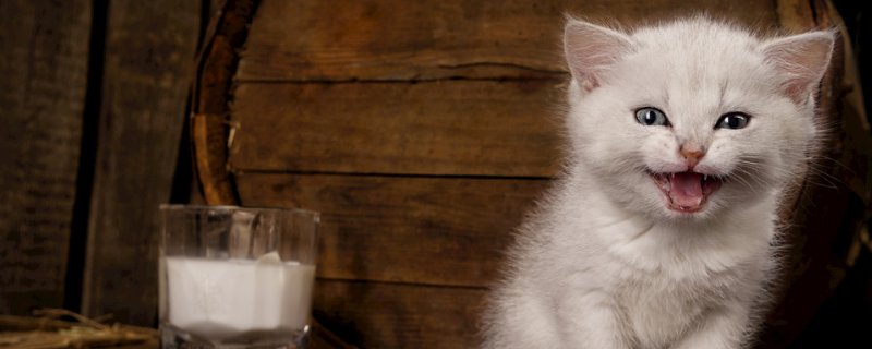 猫66天不生怎么办，猫一直不生是什么原因