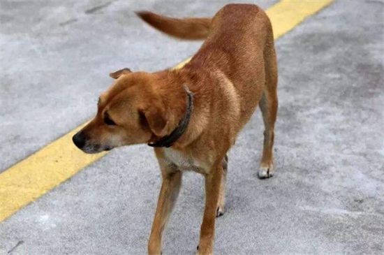 狗怎么判断是不是腹水