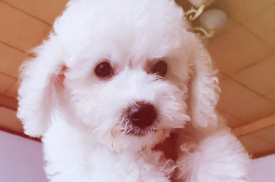 比熊犬几个月剃胎毛