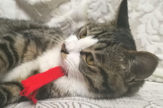 猫咪不吃猫粮只吃肉