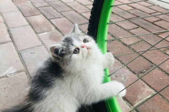 加菲猫怎么表达爱主人