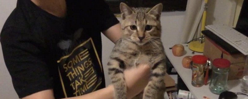 狸花猫多大才不咬人