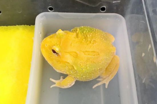 角蛙蒙眼会死吗