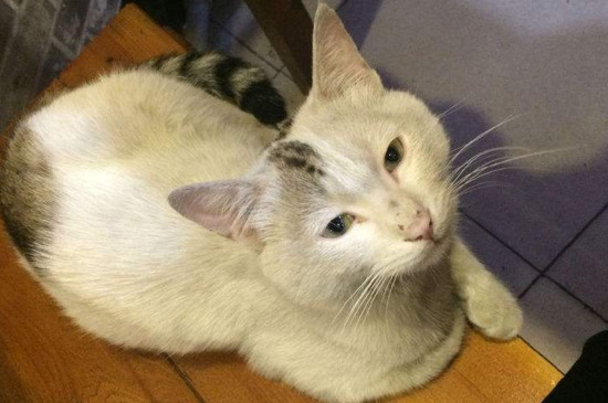 猫拉的屎有点稀怎么办