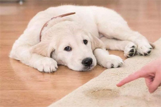 狗拉屎能训练用猫砂吗