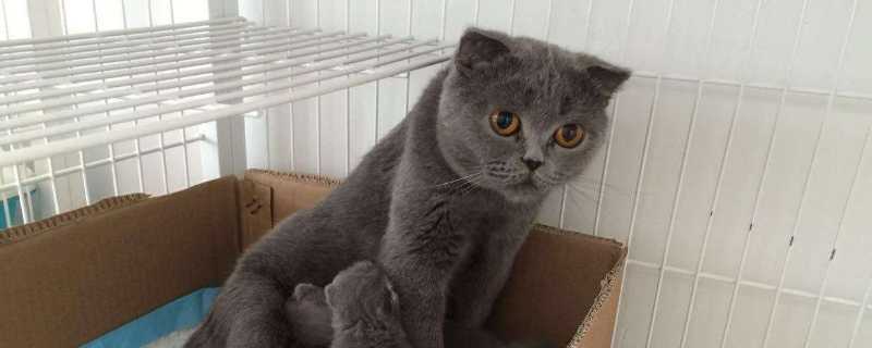 蓝猫抓老鼠吗
