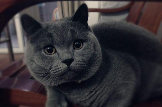 蓝猫养多久认识主人