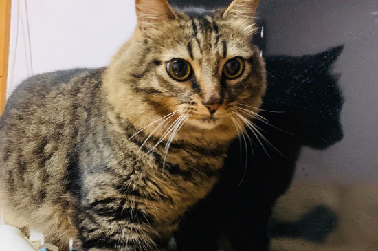 猫砂是什么