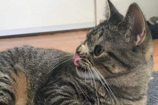 猫咪缺钙怎么办