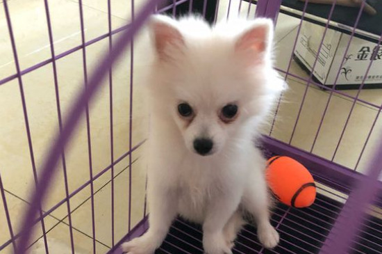 银狐犬为什么很少人养