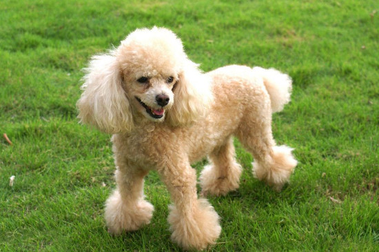 贵宾犬只认一个主人吗